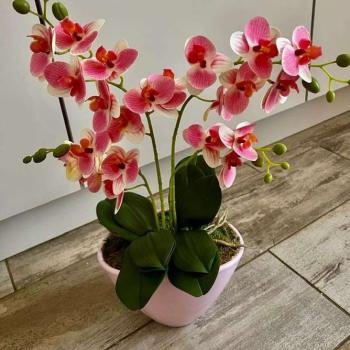 2 szálas rózsaszín orchidea kerámia kaspóban kép