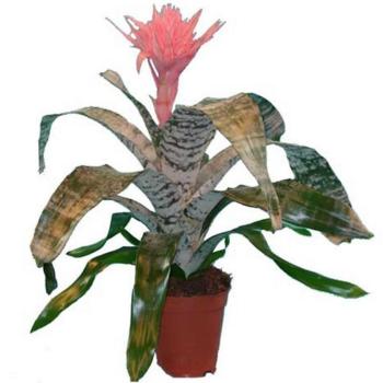 Aechmea fasciata Primera 15/60 kép