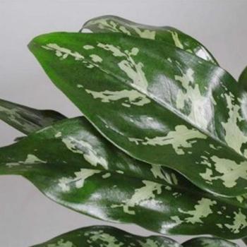 Aglaonema Maria 13/50 kép