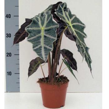 Alocasia  Polly 14/45 kép