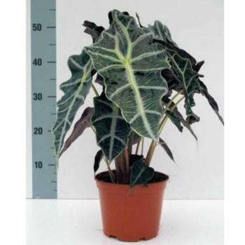 Alocasia  Polly 17/55 kép