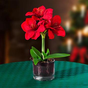 Amaryllis kép