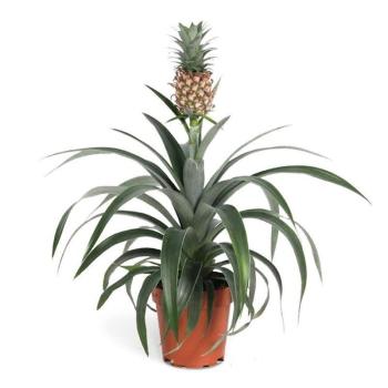 Ananas 12/40 kép