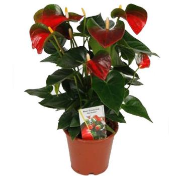 Anthurium andr. Baby Boomer 12/36 kép