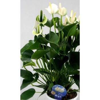 Anthurium andr. White Champion 14 kép