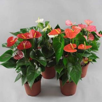 Anthurium Andreanum 17/65 kép