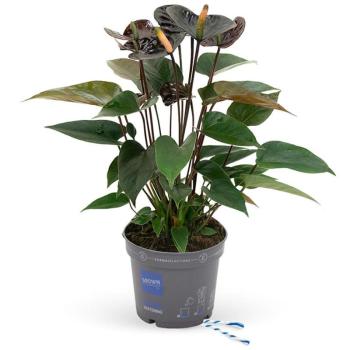 Anthurium karma black 12/43 kép