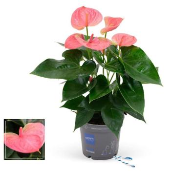 Anthurium pink 12/45 kép