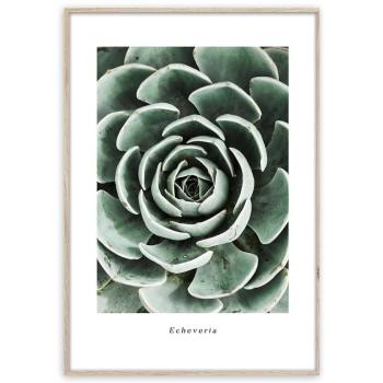 Artbox Digi 50x70 Br007 Echeveria kép