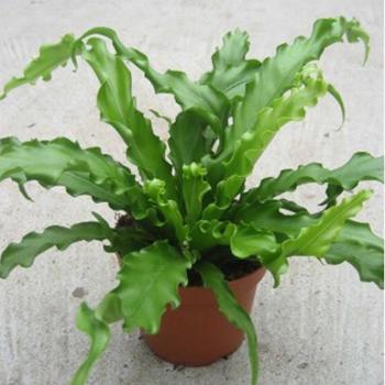 Asplenium antiquum Osaka 12/25 kép