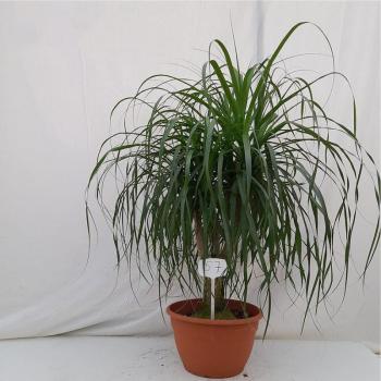 Beaucarnea K35/120 kép