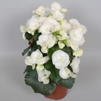 Begonia Elatior fehér 13/30 kép