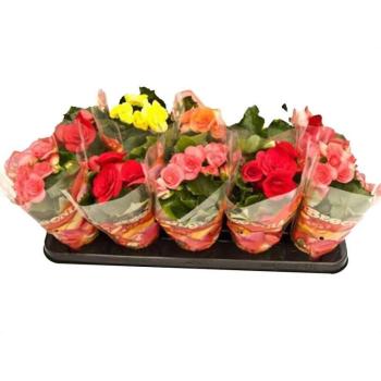 Begonia elatior mix 9/20 kép