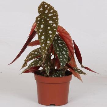 Begonia maculata 14/35 kép