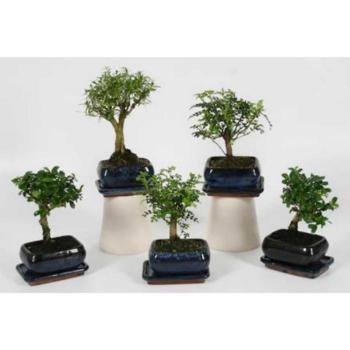 Bonsai 10cm s podmisko 10/15 kép