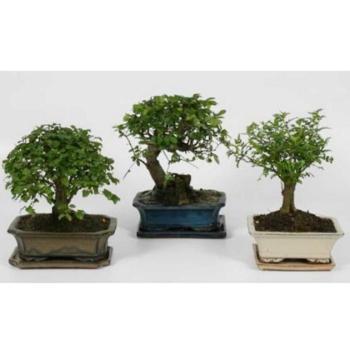 Bonsai 20 cm s podmisko 20/30 kép