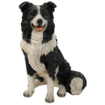 Border collie 50cm kép