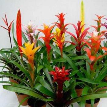 Bromelia mix kép