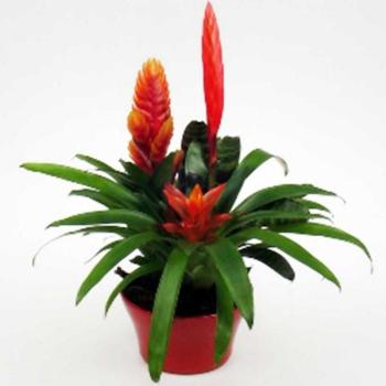 Bromeliabowl (ceramik) kép