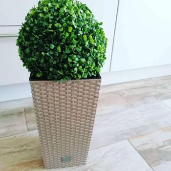 Buxus Műnövény kaspóban 60cm - zöld kép