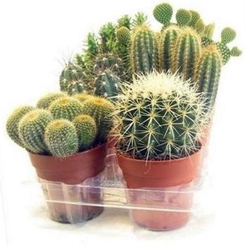 Cactus mix 13/30 kép