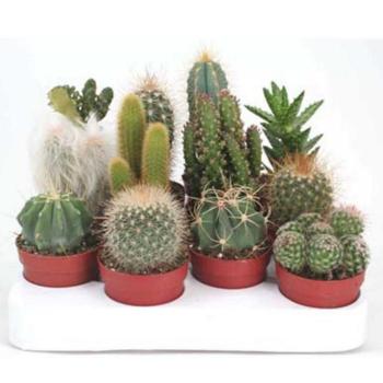 Cactus mix 5/15 kép