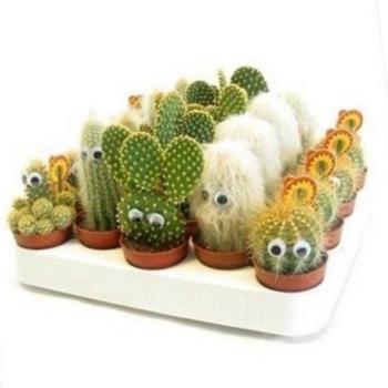 Cactus na oci 5/15 kép