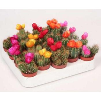 Cactus na slamenky 5/15 kép