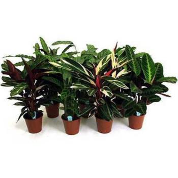 Calathea mix 19/85 kép