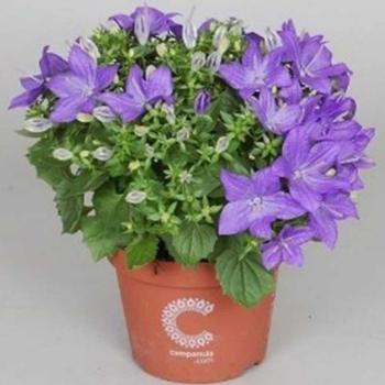 Campanula isophylla kép