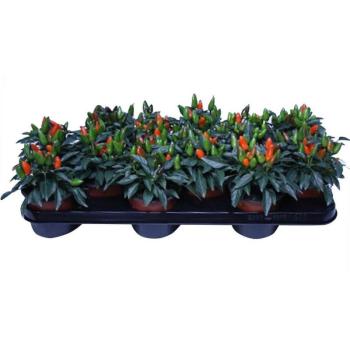 Capsicum annuum kép