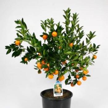 Citrofortunella Calamondin 19 /65 kép