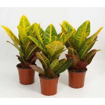 Codiaeum Gr Petra  13/40 kép