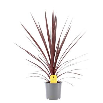 Cordyline australis red star 17/80 kép