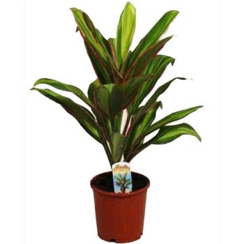 Cordyline Kiwi 12/40 kép