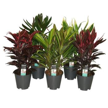 Cordyline toef mix 19/55 kép