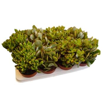 Crassula mix 12/25 kép