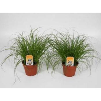 Cyperus Zumula 12/35 kép