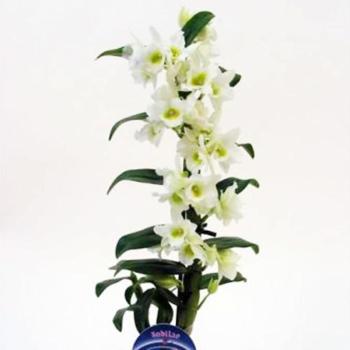 Dendrobium Nobile fehér 1 12 /55 kép