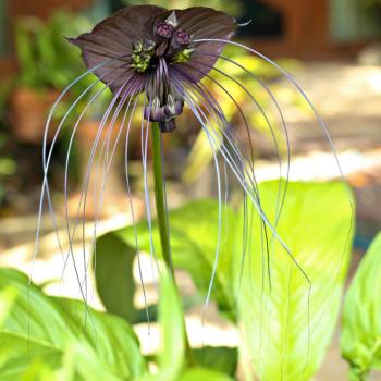 Denevérvirág (Tacca integrifolia) kép