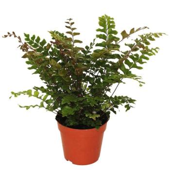 Didymochlaena truncatula (mahogany fern) 12/30 kép