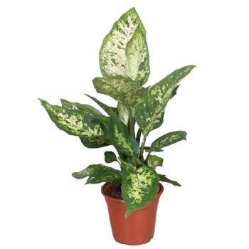 Dieffenbachia Compacta 12/40 kép