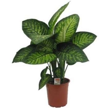 Dieffenbachia Tropic Snow 24/90 kép