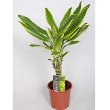 Dracaena fr. Gold Coast 15cm km 11/50 kép