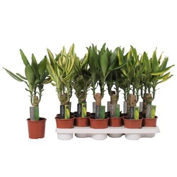 Dracaena Fr. Mix K11 kép