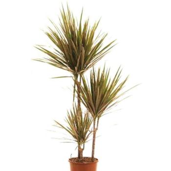 Dracaena ma Bicolor  60-30-15 kép