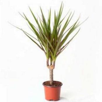 Dracaena marginata 15cm km 11/50 kép