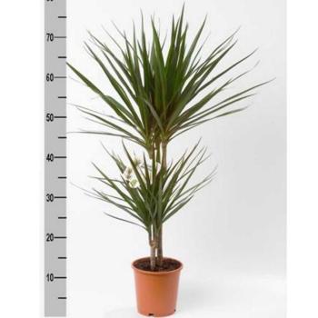 Dracaena marginata  30-10 17/80 kép