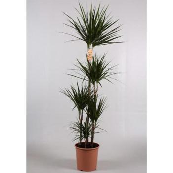 Dracaena Marginata 5 KM 31/200 kép