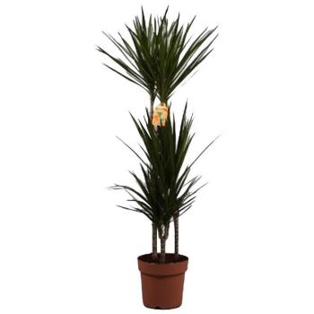 Dracaena marginata  60-30-15 kép